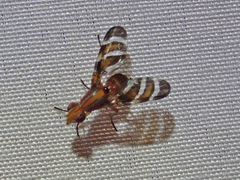 Tritoxa ra