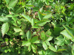 Rubus