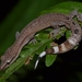 Common Madagascar Clawless Gecko - Photo (c) Joshua S. Ralph, some rights reserved (CC BY-NC-ND)