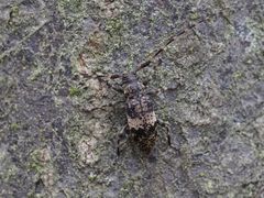 Leiopus linnei