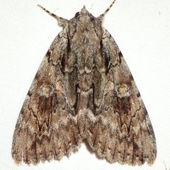 Catocala habilis