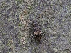 Leiopus linnei