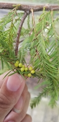 Taxodiomyia