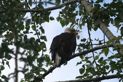 Haliaeetus leucocephalus