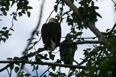 Haliaeetus leucocephalus