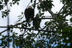 Haliaeetus leucocephalus