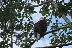Haliaeetus leucocephalus