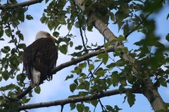 Haliaeetus leucocephalus