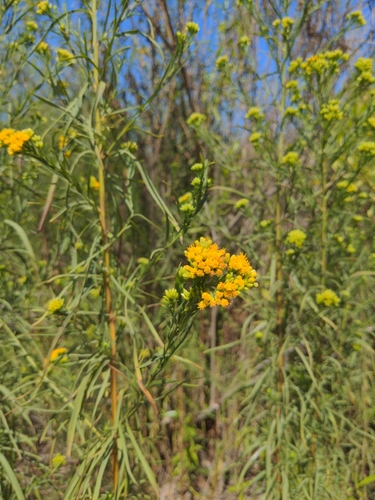 iNaturalist observation photo of western goldenrod