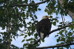 Haliaeetus leucocephalus