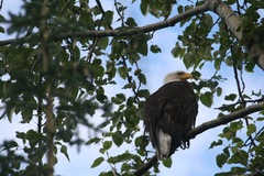 Haliaeetus leucocephalus