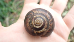 Helix lucorum