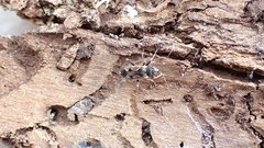 Rhyparochromus vulgaris