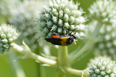 Macrosiagon flavipennis