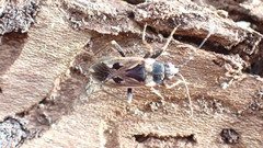 Rhyparochromus vulgaris