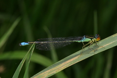 Enallagma antennatum