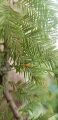 Taxodiomyia taxodii