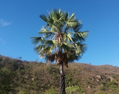 Copernicia prunifera