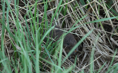 Arvicola amphibius