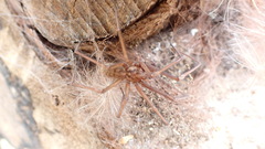 Agelenidae
