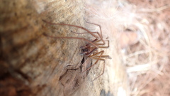Agelenidae