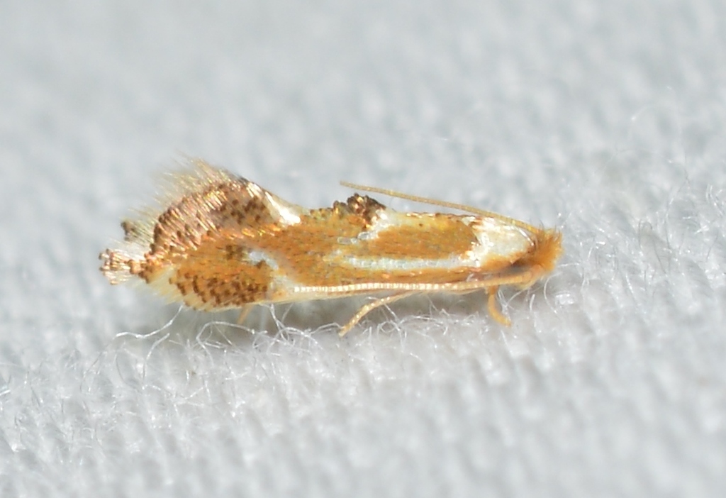 Clemens' Philonome Moth