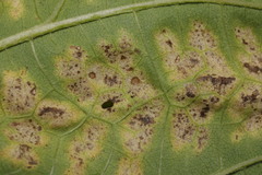 Puccinia helianthi