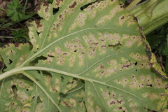 Puccinia helianthi