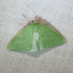 Synchlora faseolaria