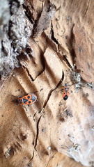 Pyrrhocoris apterus