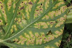 Puccinia helianthi