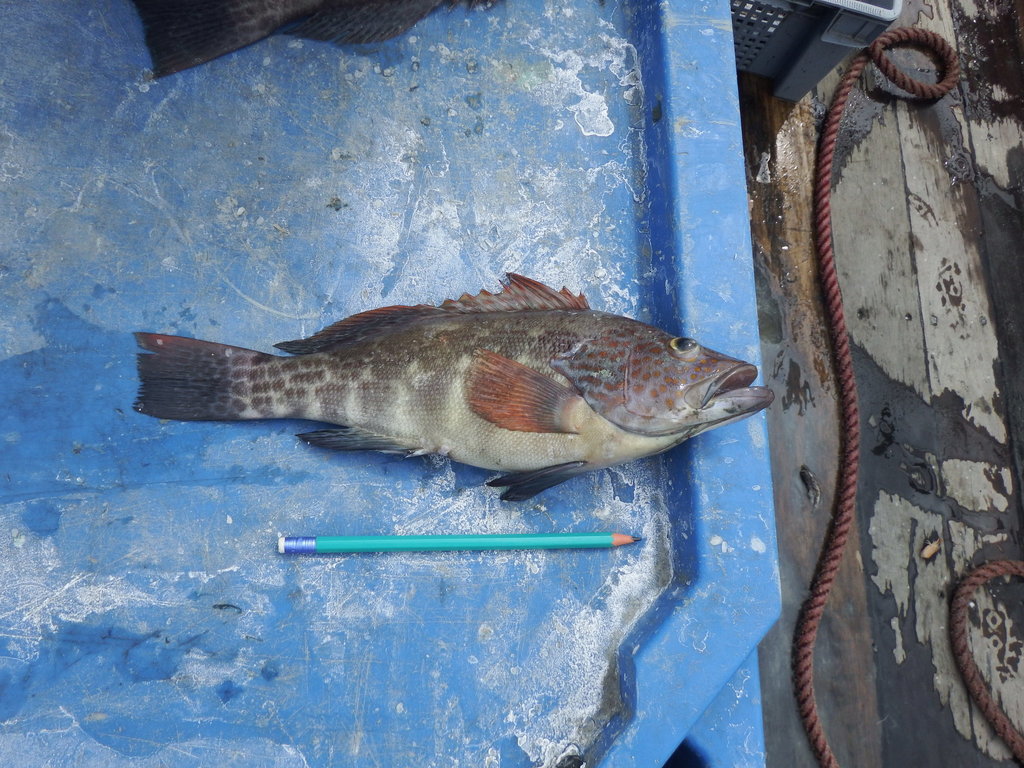 Sea Bass