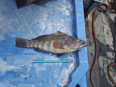 Paralabrax callaensis