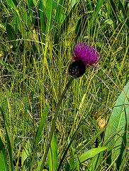 Cirsium grahamii