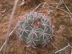 Melocactus zehntneri