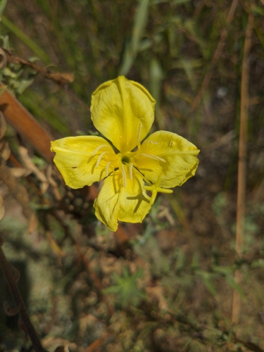 iNaturalist observation photo of tall evening primrose