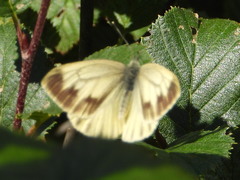 Pieris bryoniae