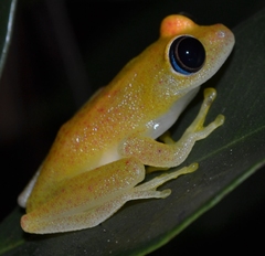 Boophis viridis