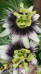 Passiflora edulis flavicarpa