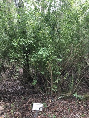 Baccharis halimifolia image