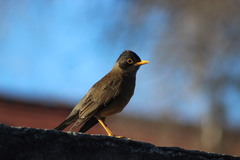 Turdus falcklandii