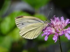 Pieris bryoniae