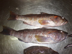 Peruvian Rock Seabass photo 2