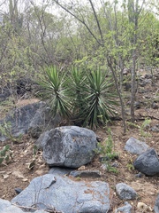 Yucca capensis