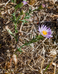 Symphyotrichum bracteolatum