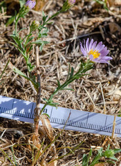Symphyotrichum bracteolatum