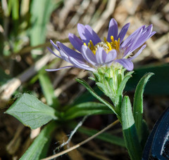 Symphyotrichum bracteolatum
