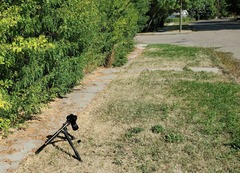 Symphyotrichum bracteolatum