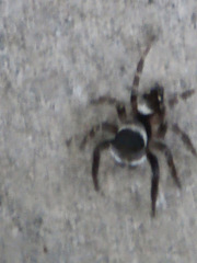 Hasarius adansoni