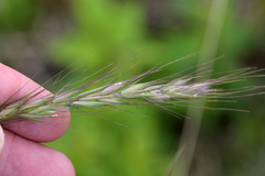 Elymus diversiglumis